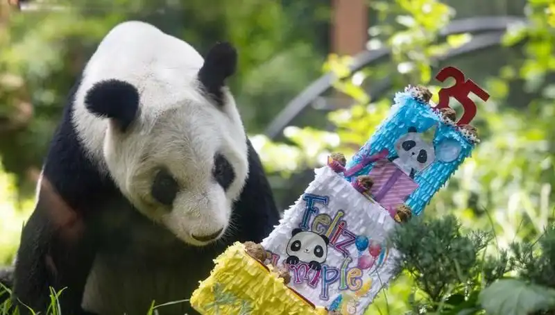 35. Yaşını Kutlayan Dev Panda Xin Xin’in Hayatındaki Dönüm Noktaları