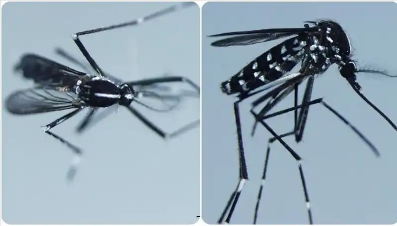 Chikungunya Virüsü: Tehlikesi ve Görüldüğü Ülkeler Hakkında Bilmeniz Gerekenler
