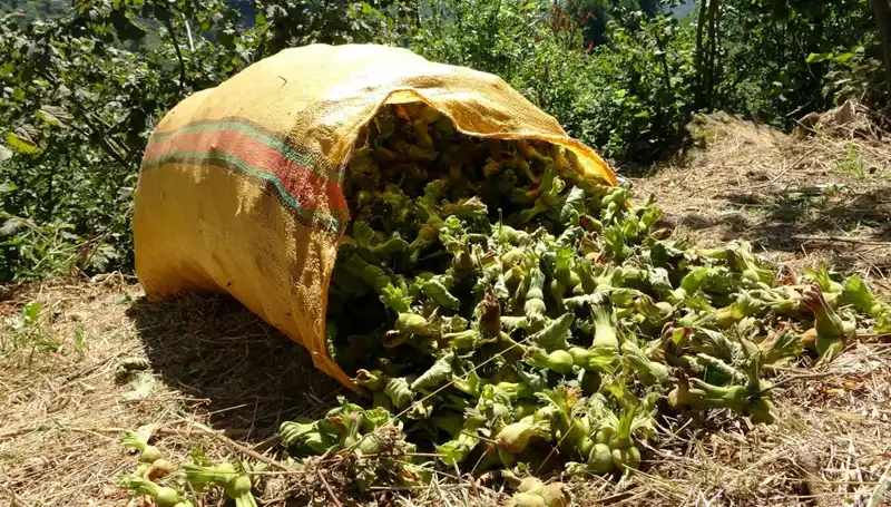 Giresun'da Fındık Hasadı Başladı: Üreticiler Umutlu ve Dikkatli