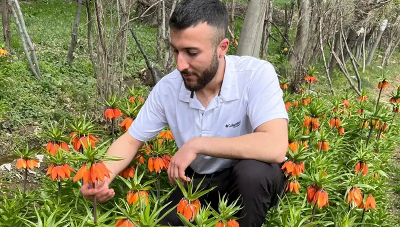 Ağlayan Gelin: Neden Bu Çiçeklerin Korunması Gerekiyor?