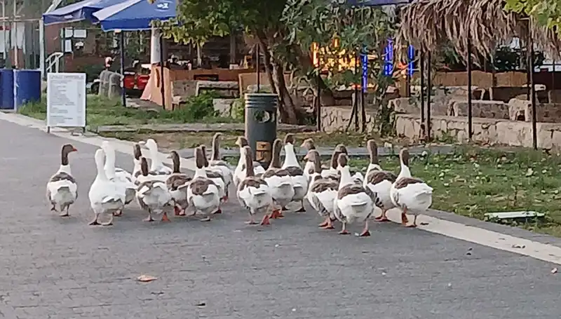 Denizde Yüzen Kazlar Kümese Kapandı: 8’inin Ölümü Şok Yarattı
