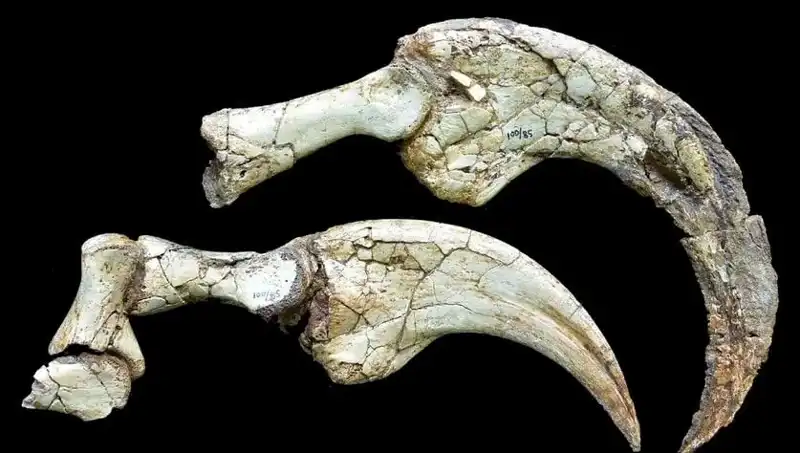 Gobi Çölü'nde İki Parmaklı Dinozor Türü Keşfedildi!